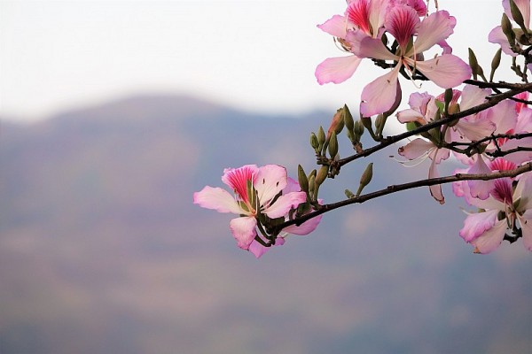 di truyen ngan cua nha van sao mai