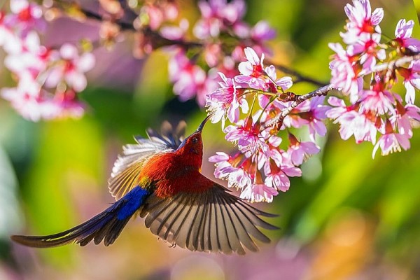 mua xuan tieng chim truyen ngan cua nha van vu tu nam