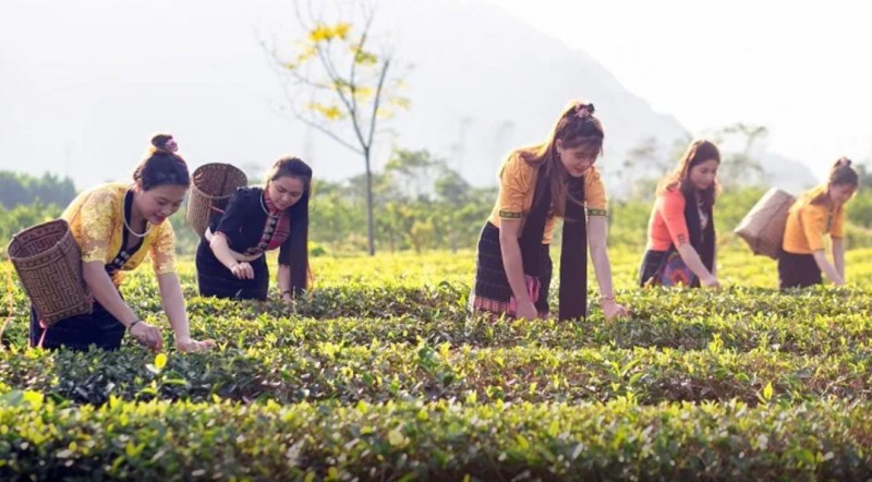 Những đồi chè ở bản đang dần tạo nên một nét mới trên vùng rẻo cao Nghệ An – Ảnh Nguyễn Đạo