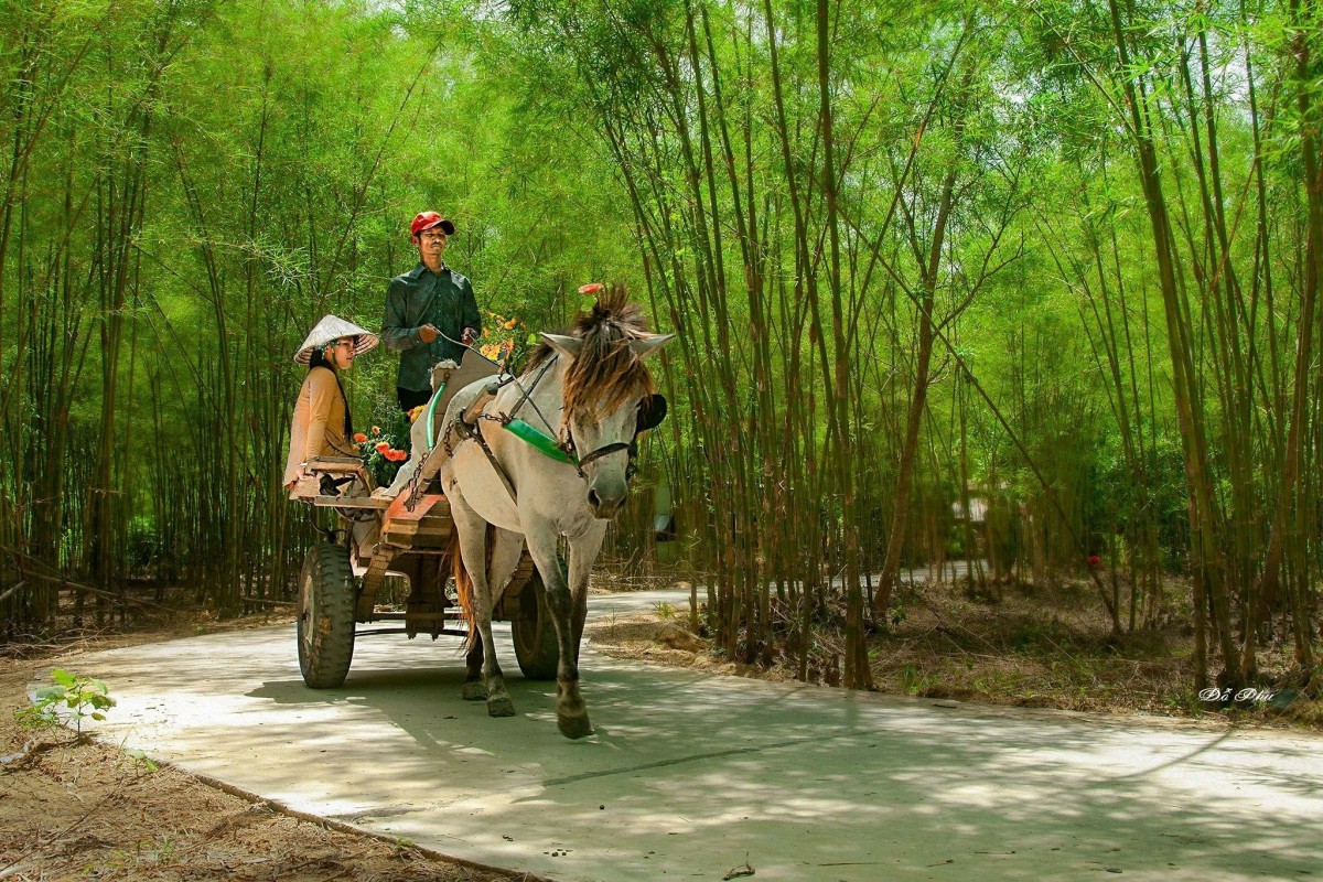 Thân thương bờ tầm vông Nam Bộ