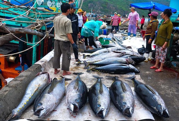 Những "thợ săn" trên biển