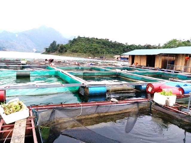 Nuôi cá lồng ở hồ Na Hang - Tuyên Quang