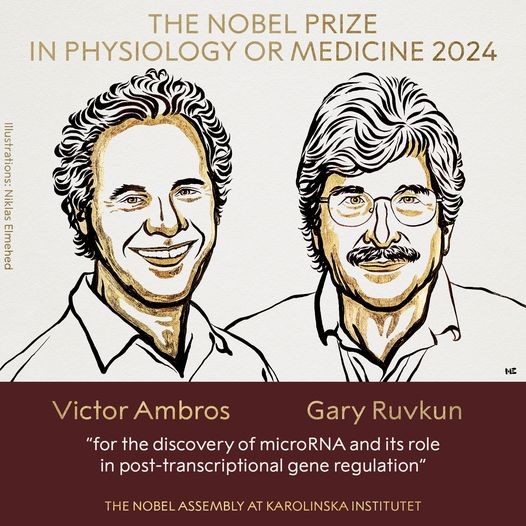 Giải Nobel Y Sinh 2024: Vinh danh nghiên cứu về microRNA