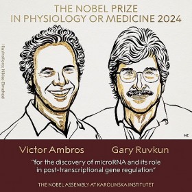 Giải Nobel Y Sinh 2024: Vinh danh nghiên cứu về microRNA