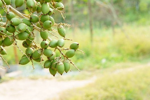 cau non truyen ngan cua nguyen thi phuoc