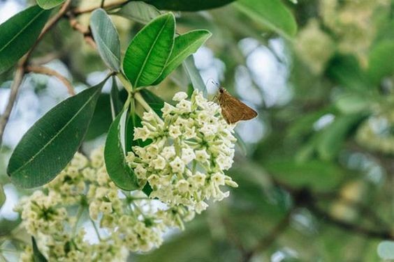 Bài thơ "Hoa sữa" của Nguyễn Phan Hách