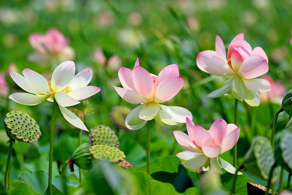 ngu giua bong sen truyen ngan cua vu thi huyen trang