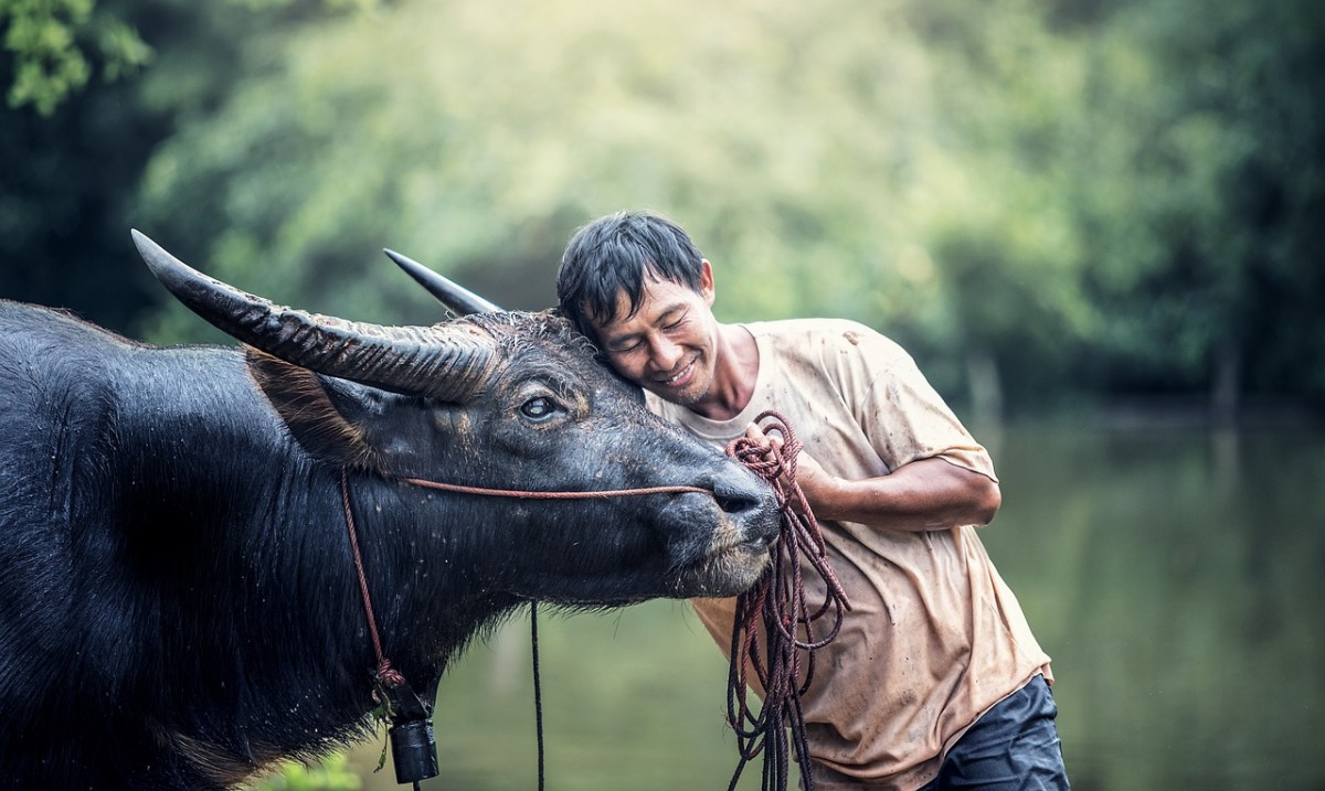 Con mộng trắng. Truyện ngắn của Song Ngư