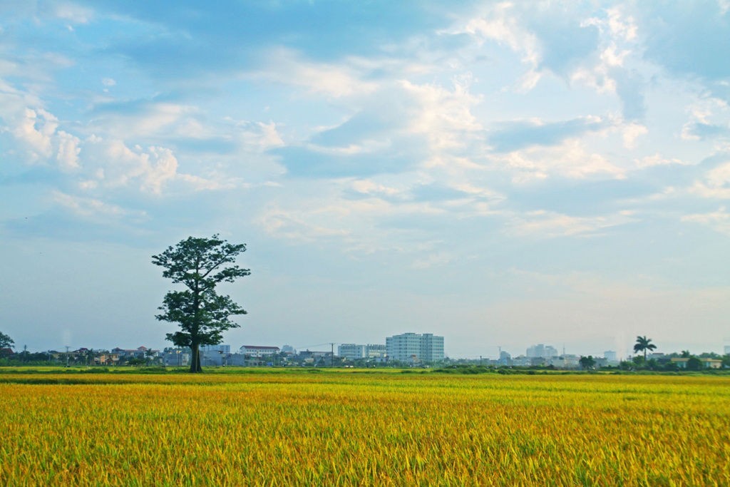 Thoáng chút hồn quê - Tùy bút của Trần Anh Thái