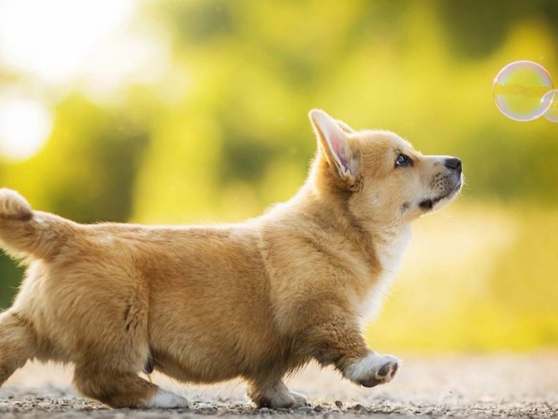 Về đi, cún con ơi. Truyện ngắn của Bùi Việt Sỹ