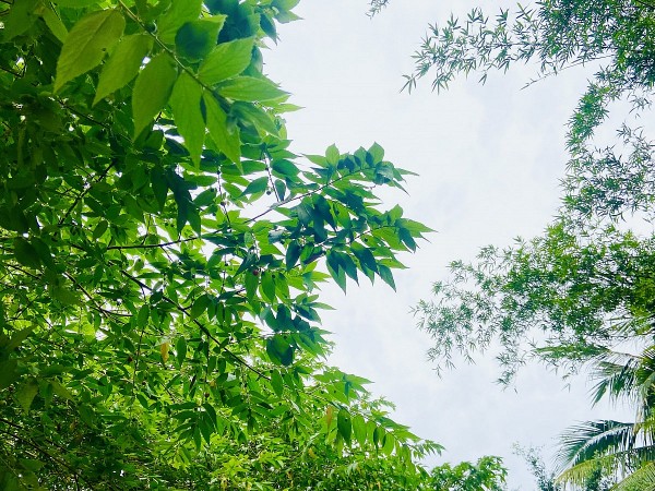 duoi bong cay trung ca tan van cua bao anh