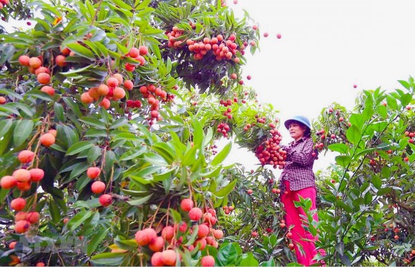 tro lai vuon xua tan van cua le ha ngan