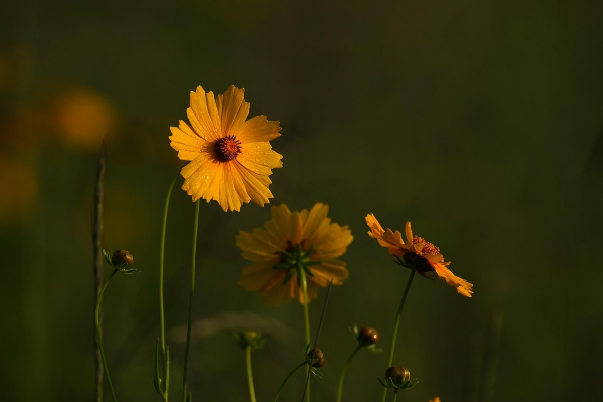 Phán chấu. Truyện ngắn của Nông Quốc Lập