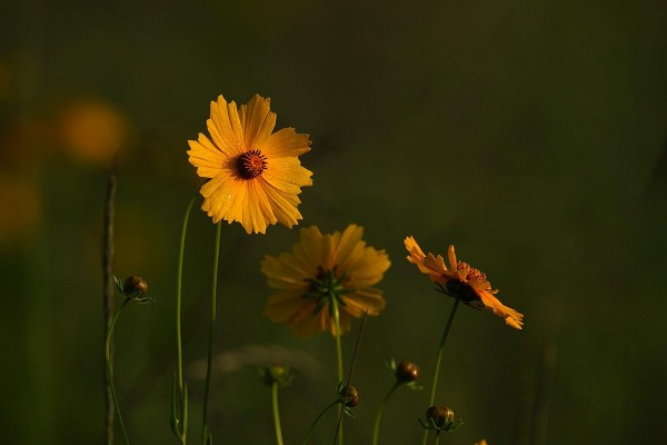 phan chau truyen ngan cua nong quoc lap