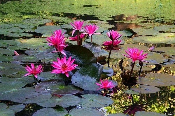 khong doi mua hoa sung no tan van suong nguyet minh