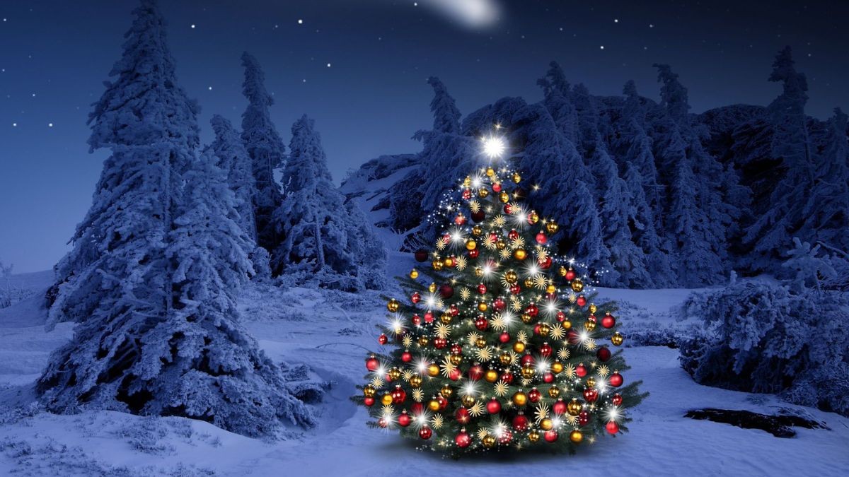 Thông ơi là thông