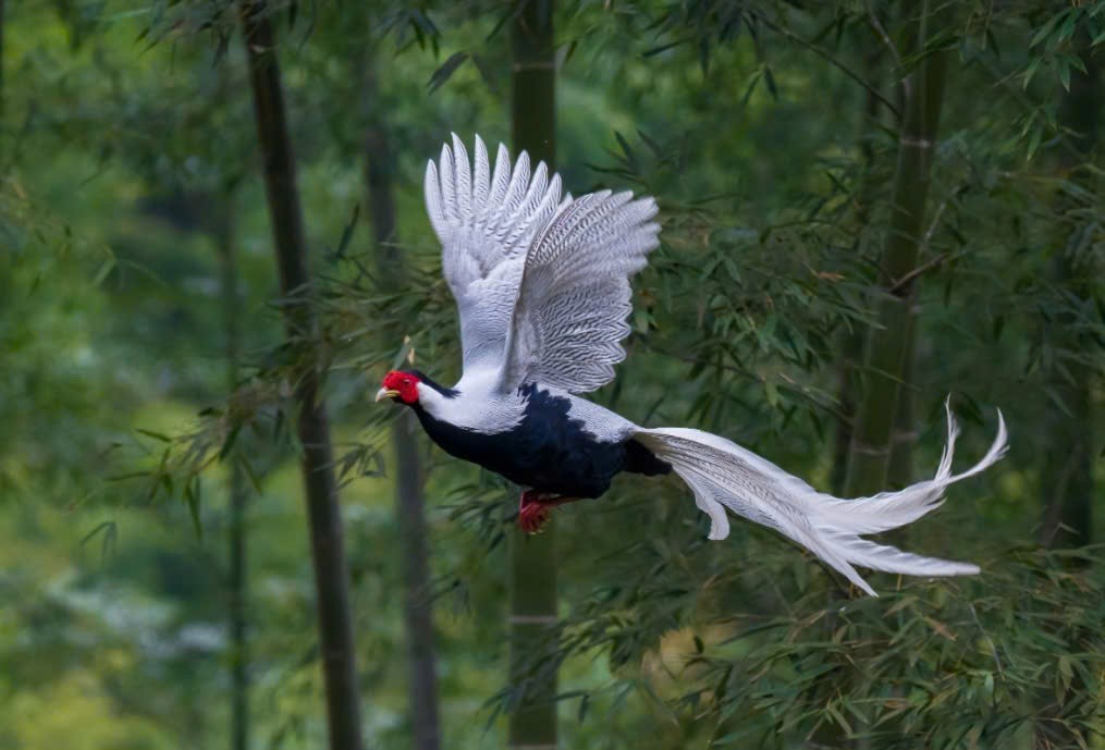 Phần lõi của thiên nhiên