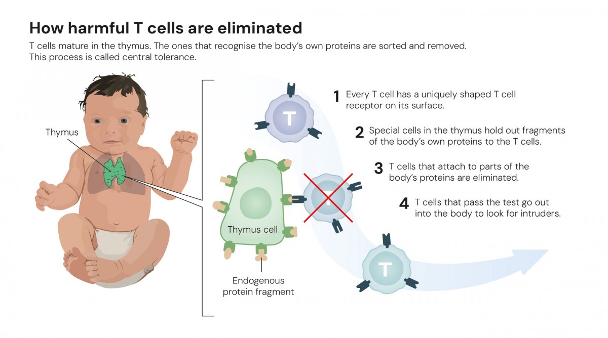 Giải Nobel Y sinh 2025: Vinh danh khám phá giúp hệ miễn dịch tự kiểm soát chính mình
