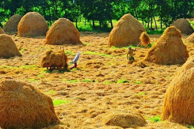 Làng ăn khói. Tản văn của Hoàng Hiền