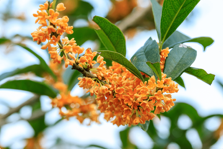 mua co moc ra hoa truyen ngan cua le quang trang