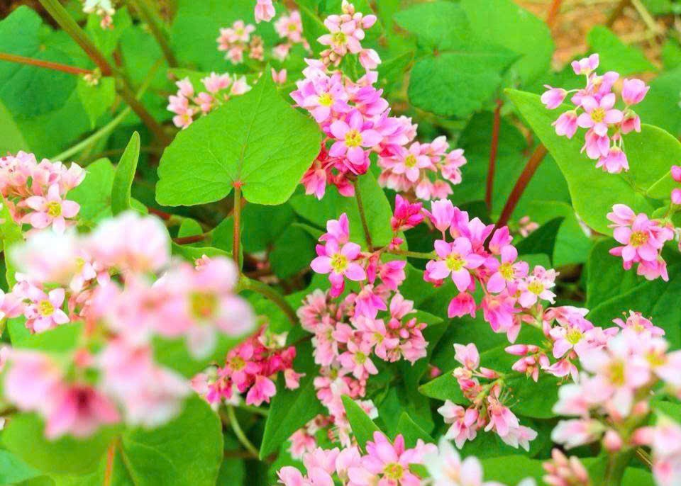 Hoa tam giác mạch quê tôi. Tản văn Đặng Quang Vượng