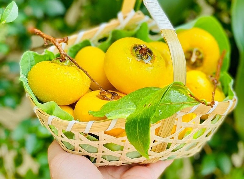 Trái thị cổ tích. Tản văn của Hạnh Trần