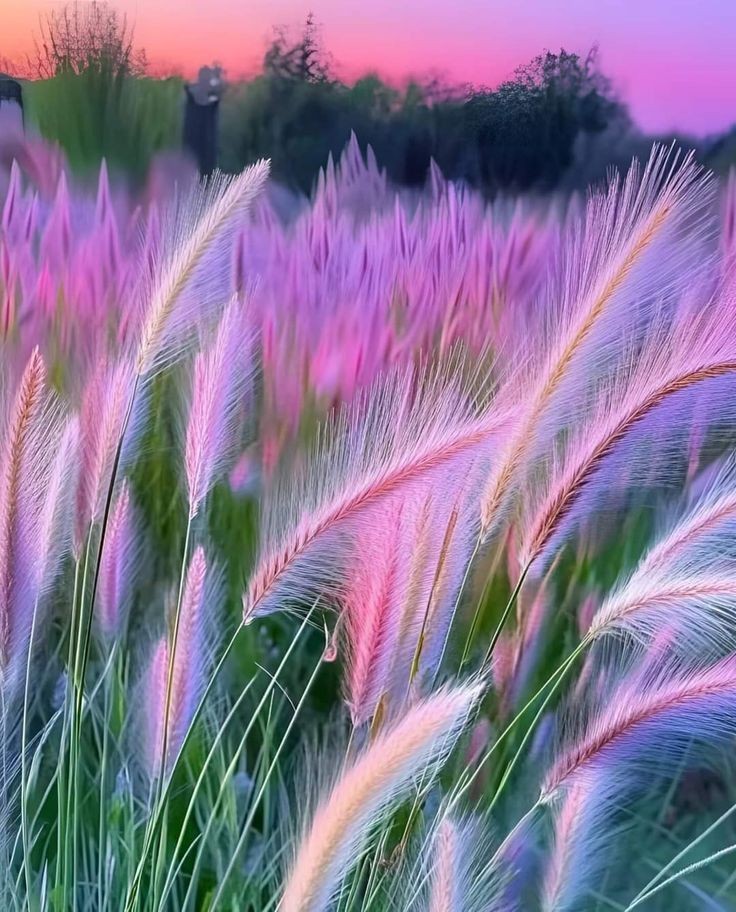 Cỏ hồng e ấp triền đê. Tản văn của Khánh Phương