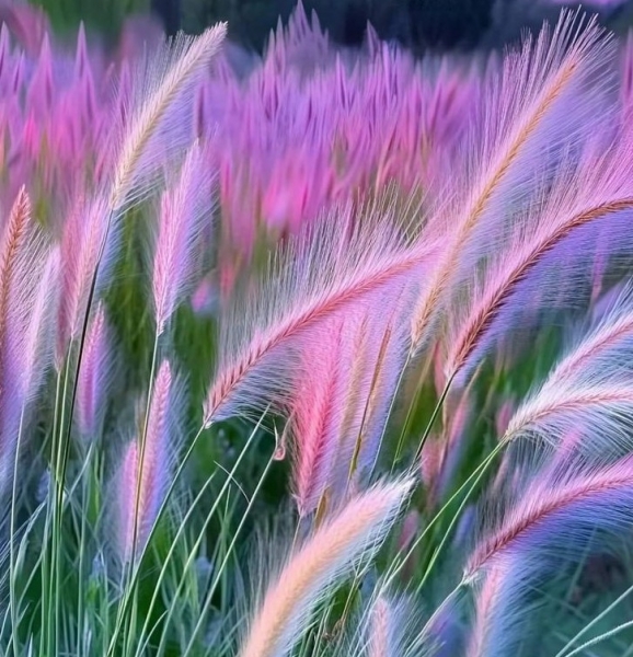 Cỏ hồng e ấp triền đê. Tản văn của Khánh Phương