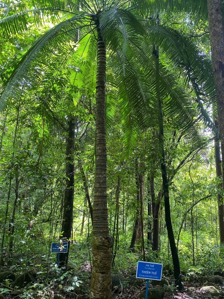 mien danh luc xanh but ky cua hoang ngoc thanh