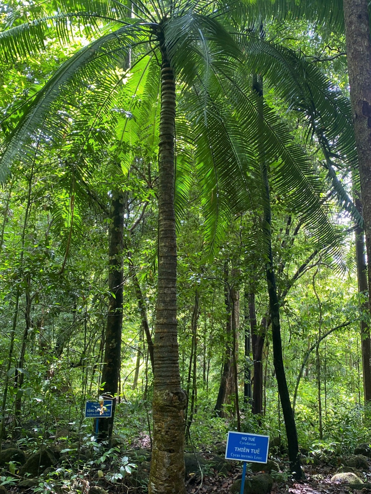 Miền Danh lục Xanh. Bút ký của Hoàng Ngọc Thanh