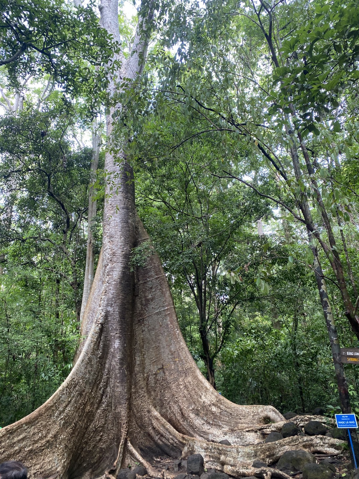 Miền Danh lục Xanh. Bút ký của Hoàng Ngọc Thanh