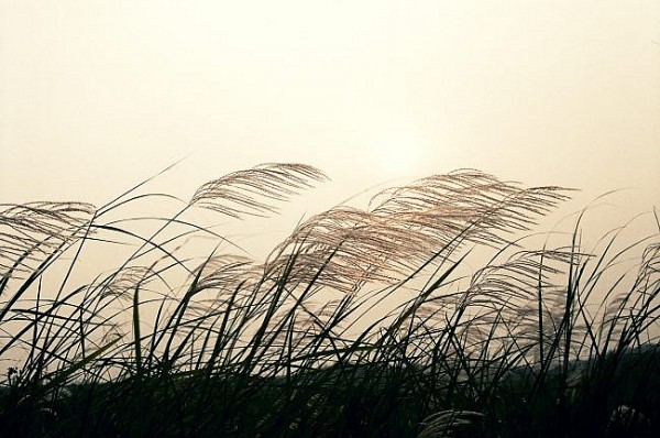 tieng hat lau say truyen ngan cua bao thuong