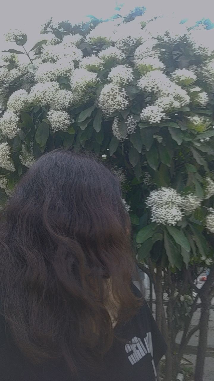 Cây hoa sữa giữa Sài Gòn. Truyện ngắn của Hoài Hương