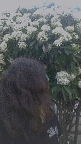 cay hoa sua giua sai gon truyen ngan cua hoai huong