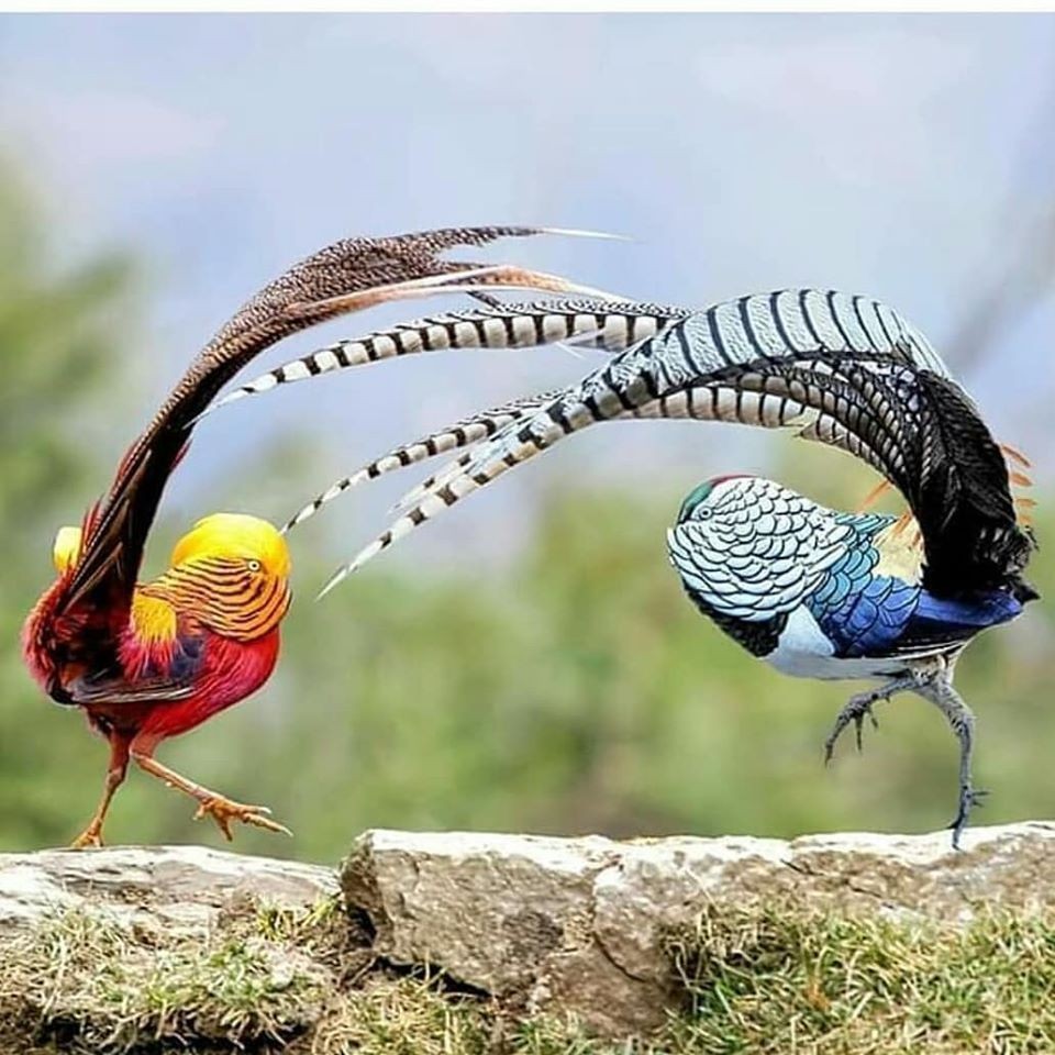 Con chim Cáng Lò lại hót