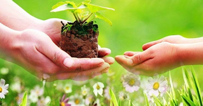 Bác Gội già và cô Gió.  Truyện ngắn của Hà Thị Cẩm Anh