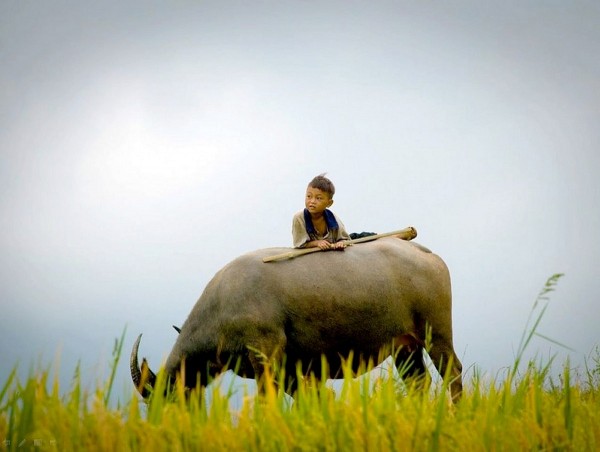 trau ve truyen ngan cua trieu hoang giang