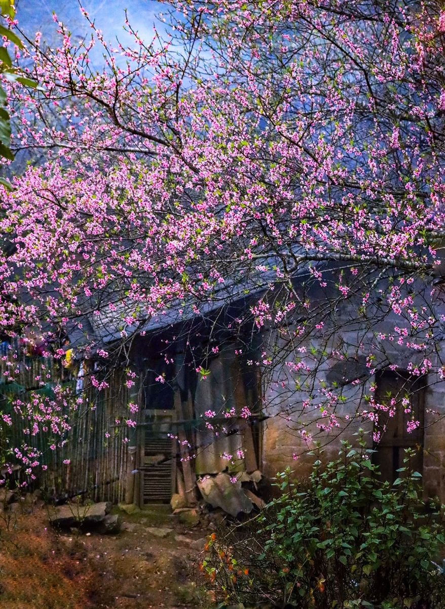 Xuân đã về trên cỏ