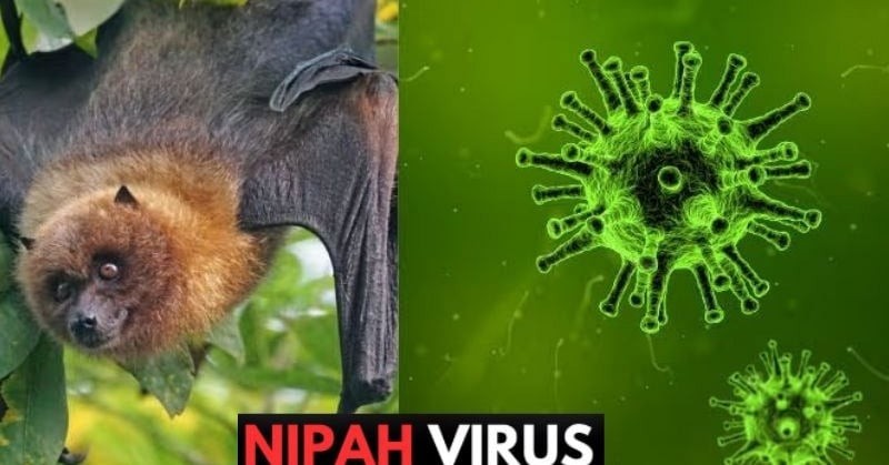 Virus Nipah: Đặt cộng đồng vào trạng thái phòng vệ và cảnh giác cao độ