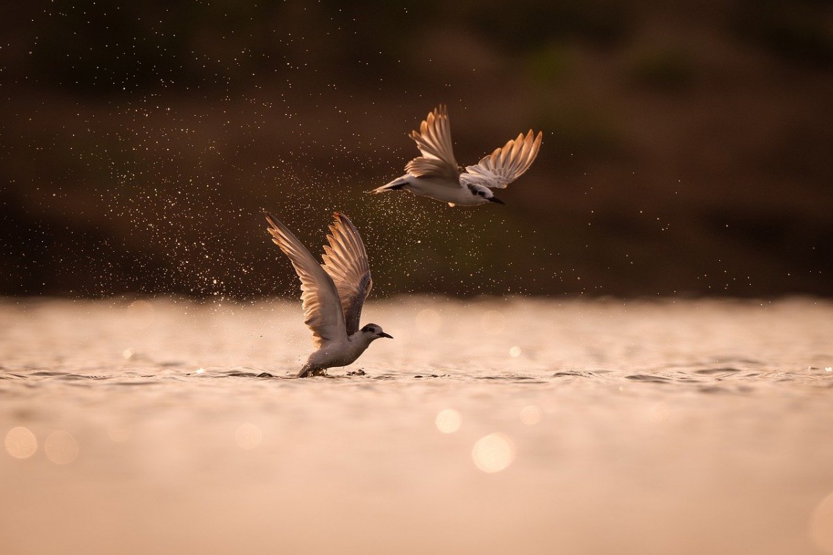 Bìm Bịp được yêu thương. Truyện ngắn của Hoa Mai