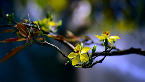 ra lo cho tet tan van cua thanh vy