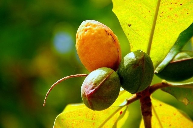 Trái bàng vuông. Truyện ngắn của Mai Tiến Nghị