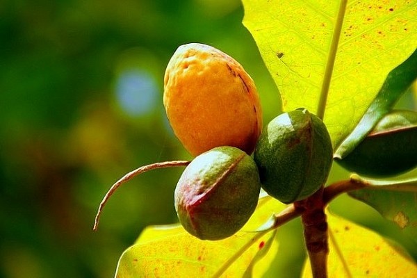trai bang vuong truyen ngan cua mai tien nghi