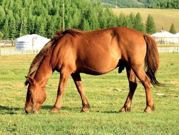 Nhân năm Ngọ, nghĩ về ngựa trong đời sống và văn hóa người Việt