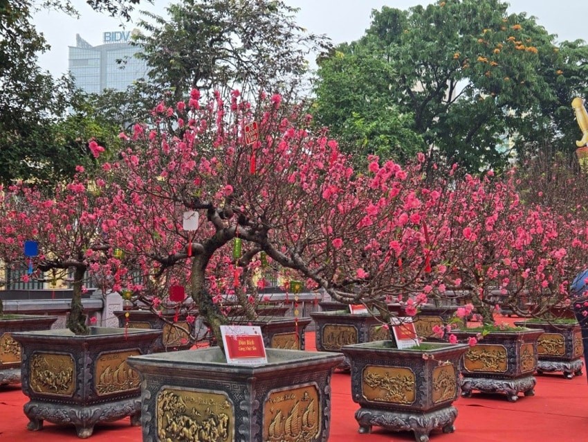 Điểm nhấn của không gian là Hơn 300 gốc đào cổ và đào quý được tuyển chọn từ nhiều địa phương. Ảnh: BTC