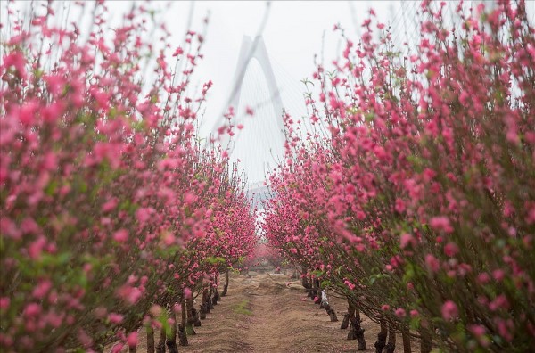 the nuoc long dan trong ky nguyen moi tuy but cua hai ha