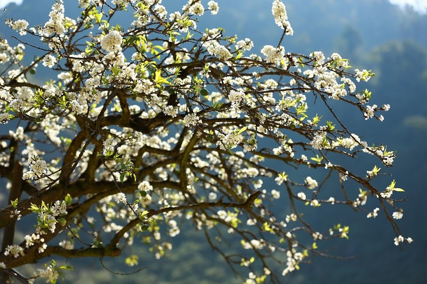 hoa man trang qua truyen ngan cua vi thi thu dam