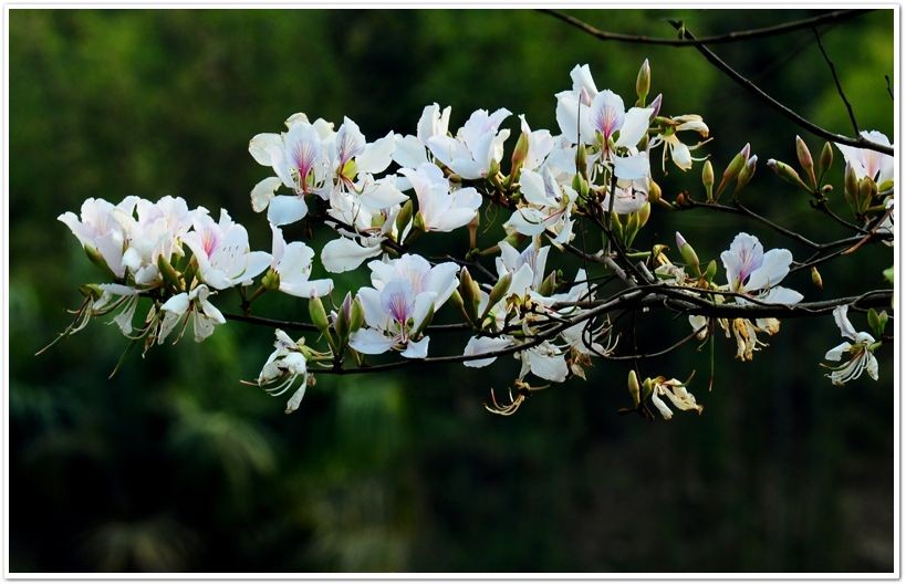 Miền hoa ban trắng. Tản văn của Lê Minh