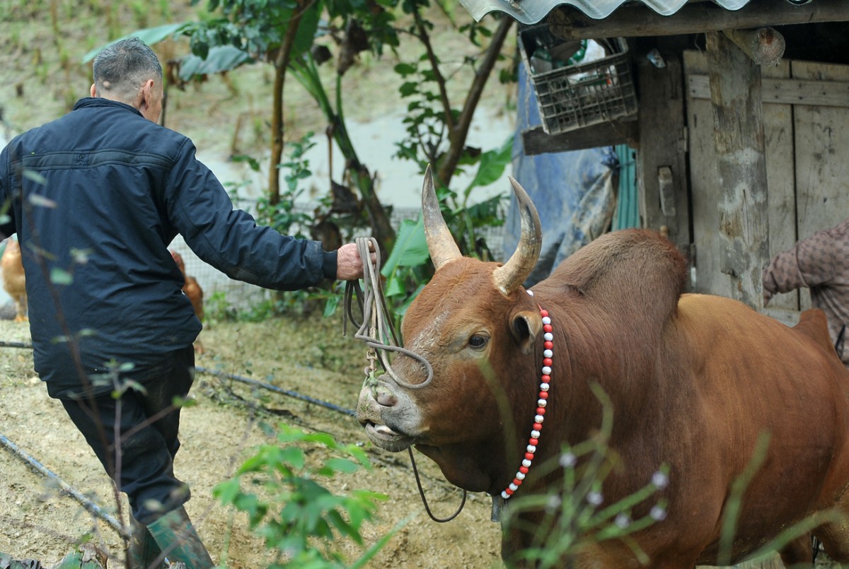Chọi bò trên đỉnh Mỏ Chì. Bút ký của Khải Vân
