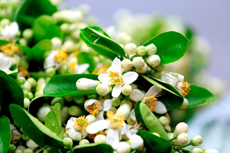 Cuối xuân bột trắng thơm hương bưởi. Tản văn của Hoàng Anh Tuấn